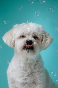 Dog Photograph with Bubbles