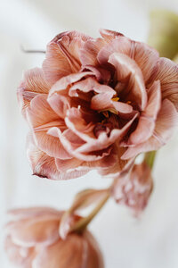 Flower Detail | Emmanuel's Bridal