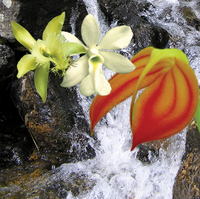Dancing Light Orchid Essence -  Letting Go essence