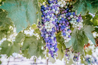 Grapes in Sicily | Jessica Lucile Photography