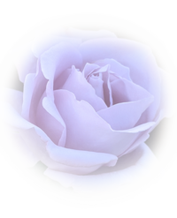 Websize-The-Dragons-Rose