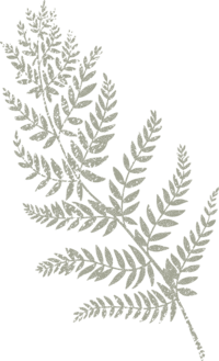 fern illustration