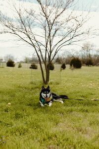Sabrina's husky dog, Aspen, sitting in front of a tree in front of her home.