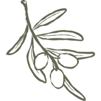 olive branch brand mark for kenzie pellerin photography