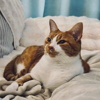 ginger and white cat laying on beige blanket with aqua curtain in background