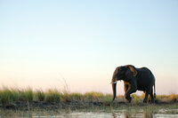 Elephant walking through grasslands during an African safari experience.