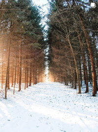 A serene snowy path winding through a tranquil forest with tall trees on either side.
