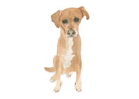Watercolor-Pet-Portraits-Terra-The-Welcoming-District