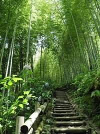 Green Bamboo Stairway