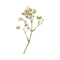 Dried white flowers web element