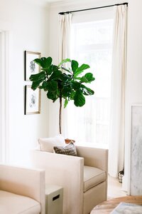 Sala de estar con planta de fondo.