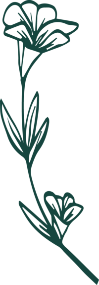 Transparent flower illustration
