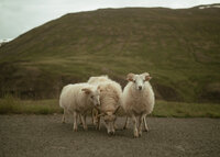 iceland-edits-187
