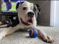 Champ, an American bully, laying down with a ball between his front paws in a testimonial photo for Dogology University day training