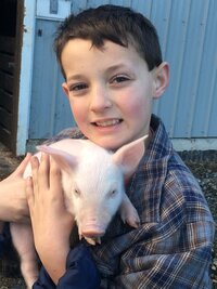 Child holding a piglet