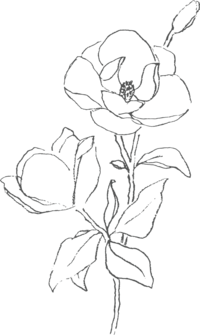 02-magnolia