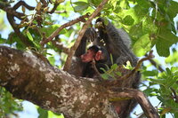 Migration Tanzania Safari - Baboon