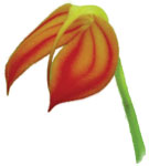 Dancing Light Orchid Essence -  I Am In My Body essence