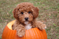 Maltipoo Puppy in a mug