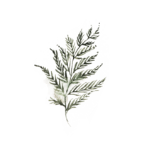 watercolor fern graphic