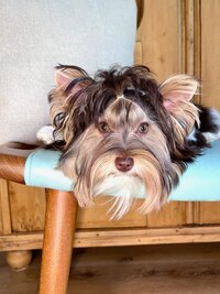 A dark colored yorkie laying on the floor