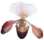 Dancing Light Orchid Essence -  Lotus Petals of the Heart essence
