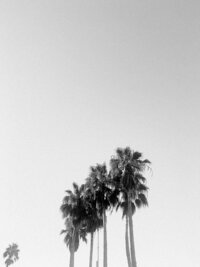 Tall palm trees against a soft sky, representing tropical luxury travel destinations curated for busy professionals seeking relaxation and ease.