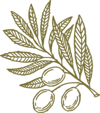 Olive Branch Icon