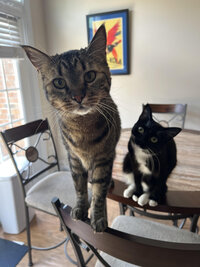 Photos of Katie's cats