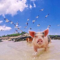 Pig Swim