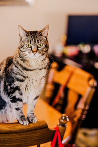 Light brown cat swatting