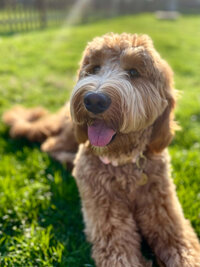 Brown Doodle with tongue out laying down on grass