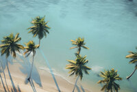 Décor exotique de palmiers alignés sur une plage de sable blanc et eau turquoise.