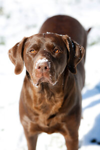 Brown lab in the snow