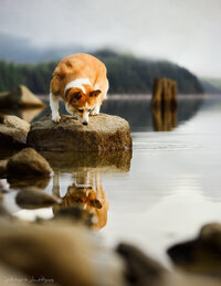 Corgi pup sitting on a rock at the lake and looking at its own reflection in the lake.