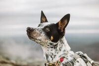Mei Lin Barral Photography_mount-mansfield-anniversary-session-with-rescue-dog-31