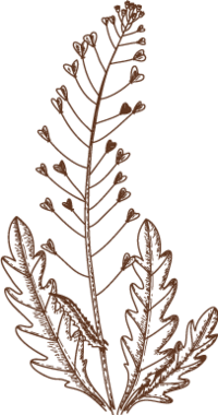 A brown illustration of a stem that has many little micro flowers on it.