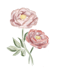 TDC flowers
