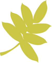 Hand-drawn, chartreuse-colored leaf illustration with 7 leaves.
