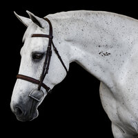Equestrian Portrait with Black Background in California