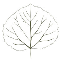 Aspen Leaf Icon Hospitality Marketing Agency