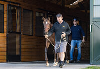 Jamie Corbett leading a young Thoroughbred horse.
