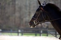 Windwood_Equestrian_riding_lessons_jumper_hunter_Horse_Birmingham239