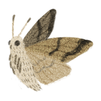 Moth 4