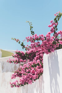 Pink bougainvillea flowers cascade over a white wall under a clear blue sky. The vibrant blossoms add a pop of color to the serene scene, creating a picturesque contrast with the smooth white surface.