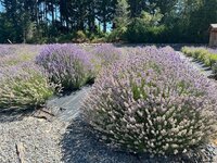 IMG_0285