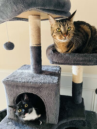 Cats of Katie in their cat tower