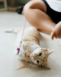 White and Orange Cat Playing