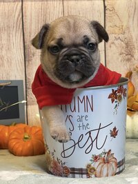 Brown and tan french bulldog puppy posing in a metal tin wearing a red shirt