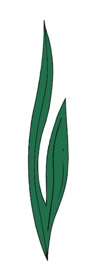 Feuillage gauche élément du logo Kamescop.